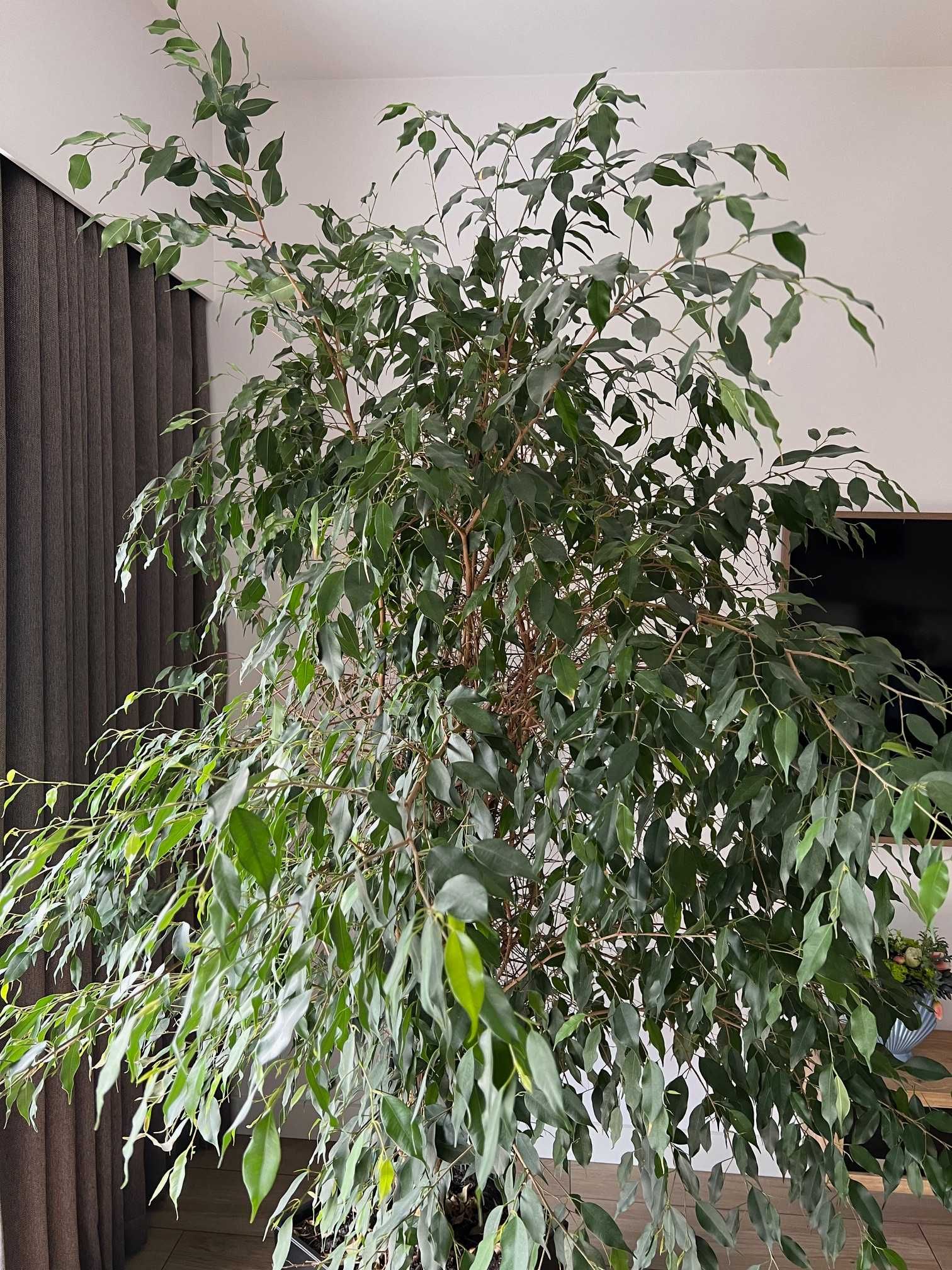 Figowiec benjamina (Ficus benjamina) 2m, Częstochowa