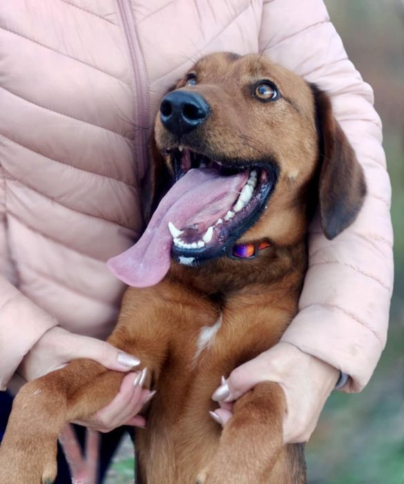Trufel słodki jak Trufel pragnie pokochać