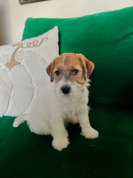 Jack Russell Terrier suczka ZKwP / FCI gotowa do odbioru