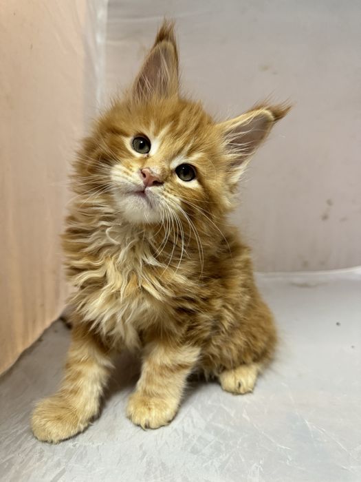 Мейн Кун воротниковый