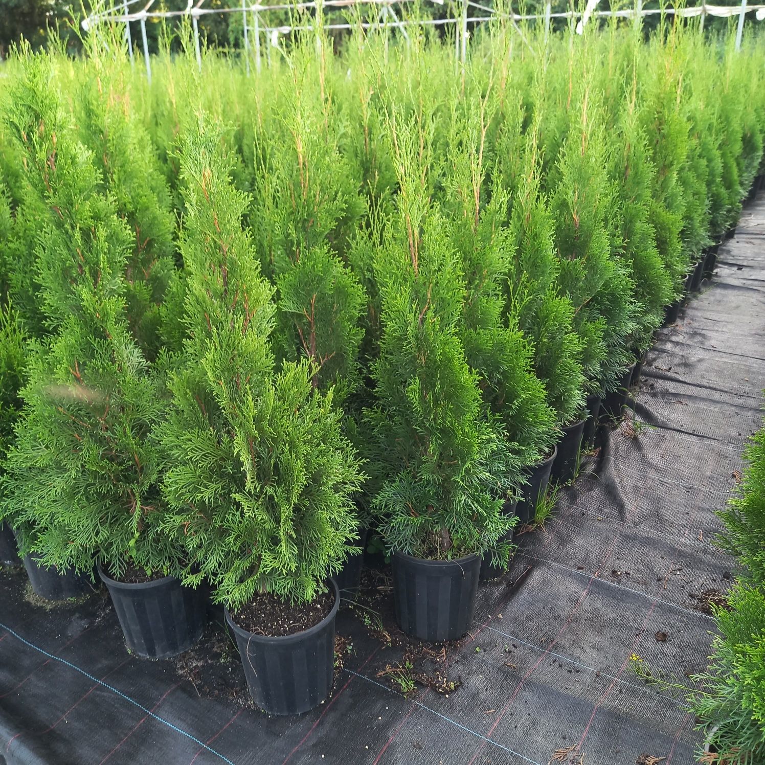 Tuja,Thuja,szmaragd, 50-80cm.