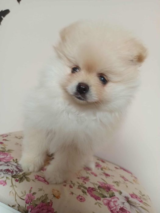 Szpic miniaturowy pomeranian