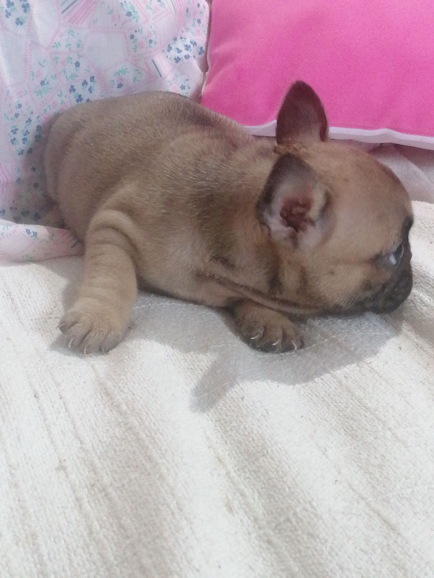 Bulldog francês excelente