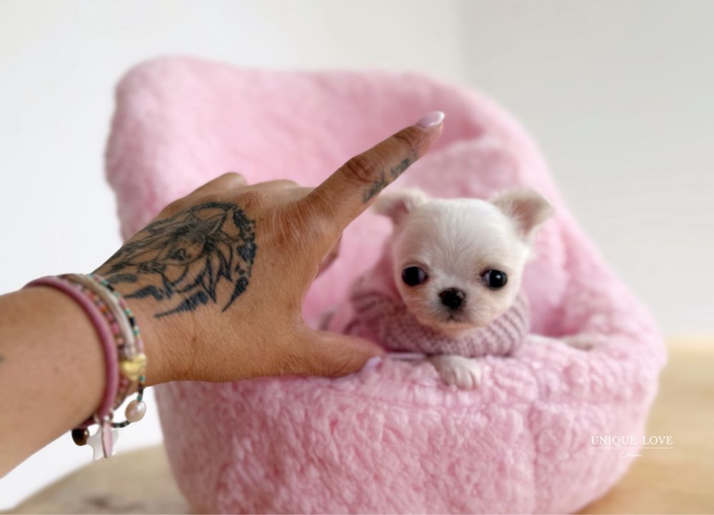 Mini Baby Doll dziewczynka Chihuahua ZKwP FCI