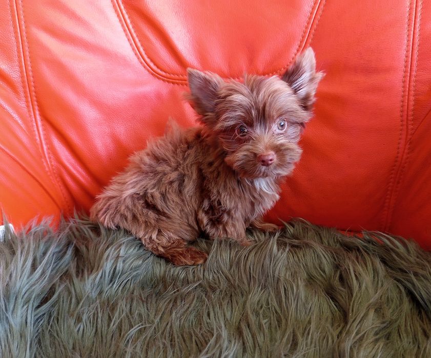 Piesek Choco Merle Yorkshire Terrier -gen niebieskich oczu