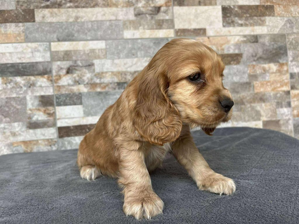 Cocker spaniel suczka