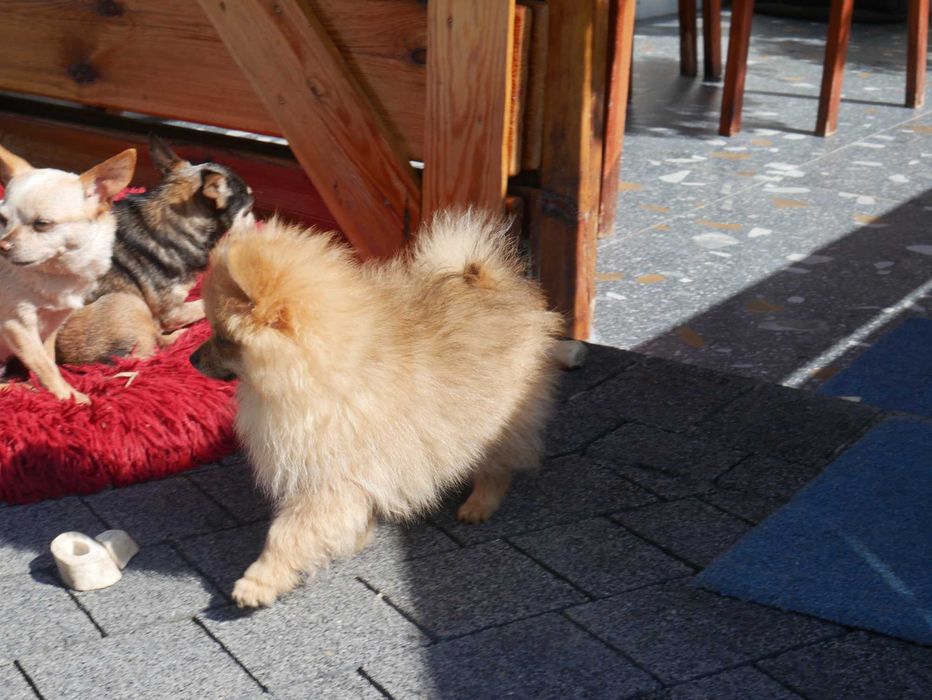 Szpic miniaturowy-Pomeranian -Piesek
