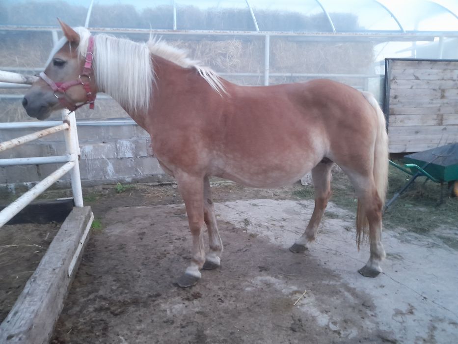 Klacz haflinger z licencją i zrebakiem