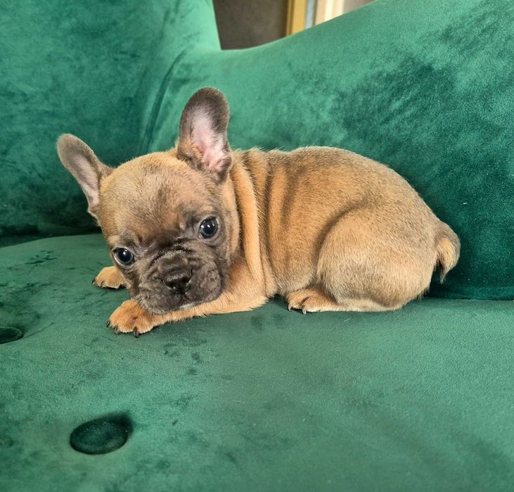 Buldog francuski sable piesek