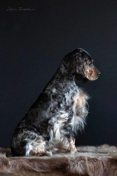 Англійський сетер