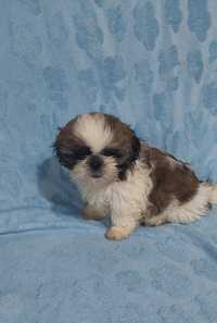 Śliczne Pieski Shih-tzu