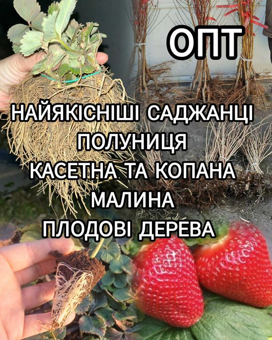 Саджанці полуниці Копана Касета Малина Плодові дерева Рассада Клубники