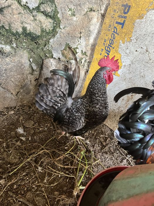 Galos garnizos novos