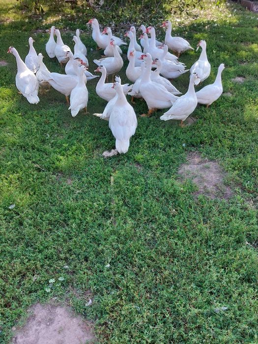 Kaczki francuskie piżmowe białe