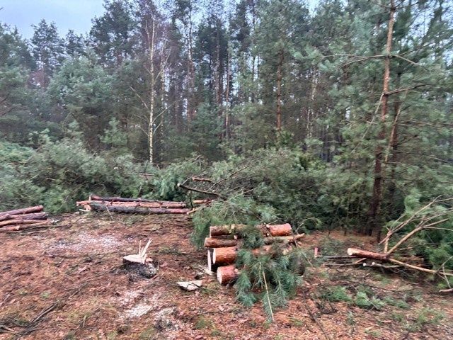 Wycinka drzew i samosiej