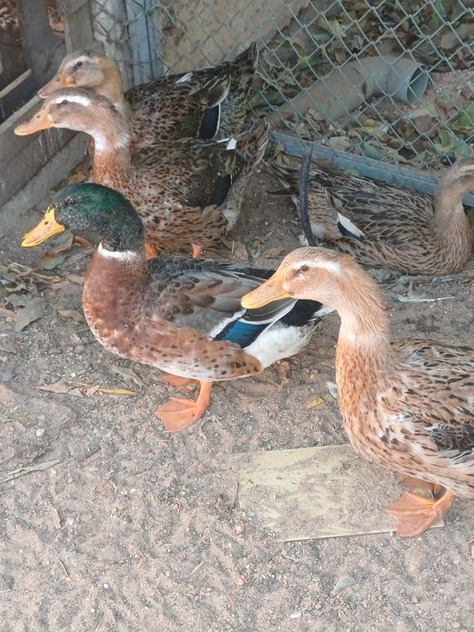 Casal de patos Ruão, casal de patos corredor, patos mudos machos