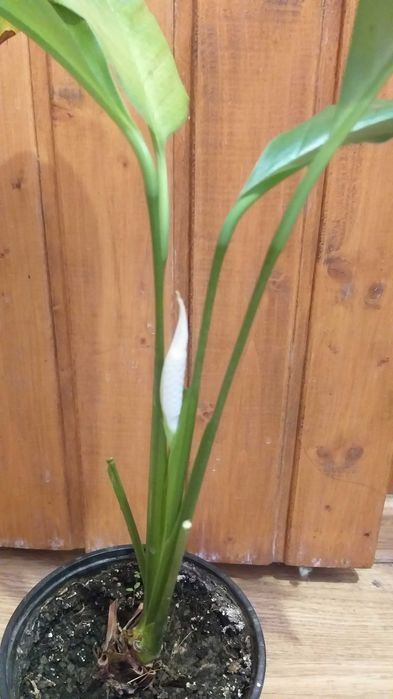 Спатіфіліум, жіноче щастя (квітучий), спатифиллиум