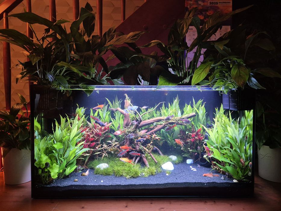 Akwarium kompletne 100l