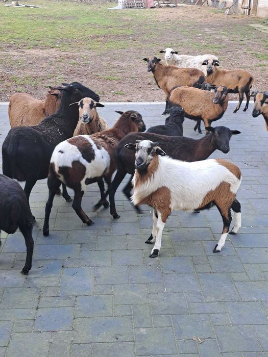 Mlode owce i triki kameruńskie.