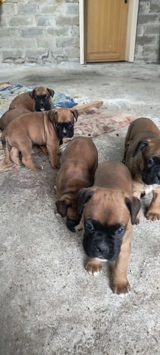 Szczenię bokser rasowe