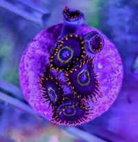 ZOA Rainbow Hornet Zoanthus Zoanthid koral miękkinie SPS LPS