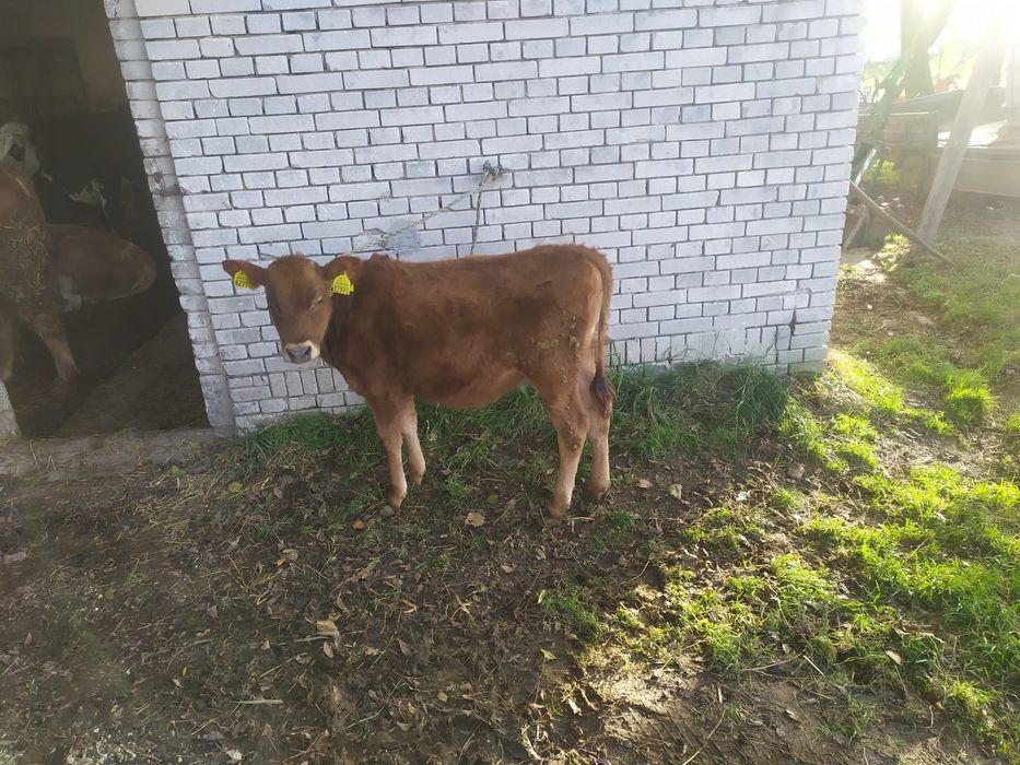 Jałowka, Jaoweczka, krówka ,