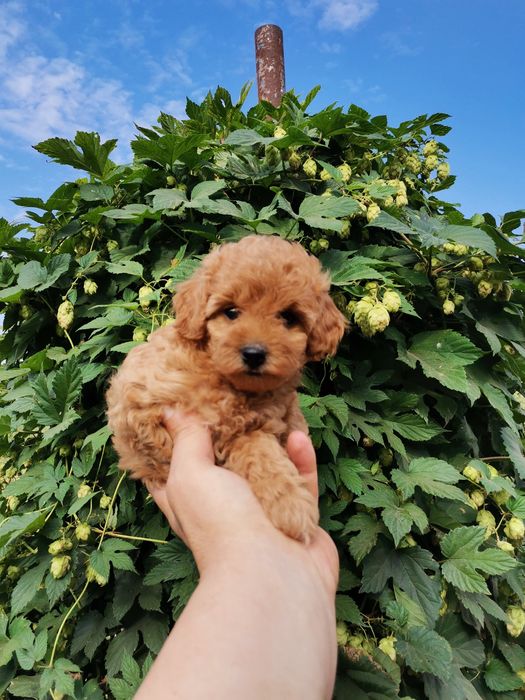 Мальтипу разноцветние разний возраст