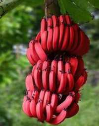 Bananeiras exóticas vermelhas e das canárias - portes grátis