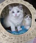 Ragdoll kocur blue bicolour Rodowód FIFE