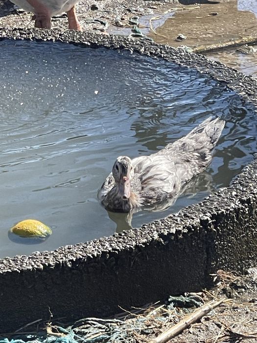 Patos criados na quinta