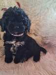 Cavapoo suczka black mama cavalier tata pudel toy red