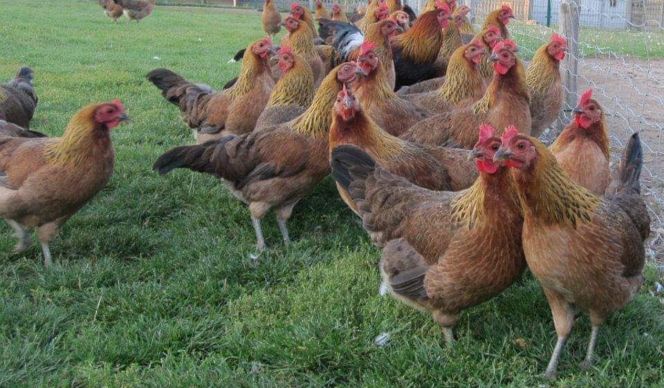 Zielononóżki Kuropatwiane. Wysylka