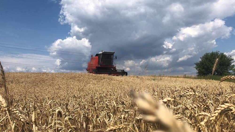 Pszenica 2025 !! ozima! Plony\zbiór