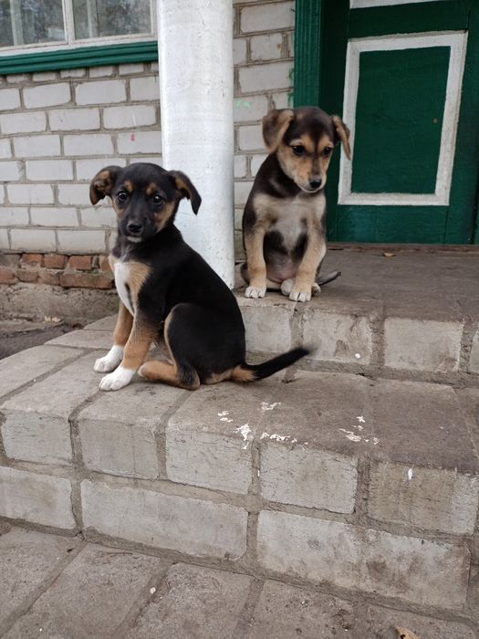 Цуценята песики щенки