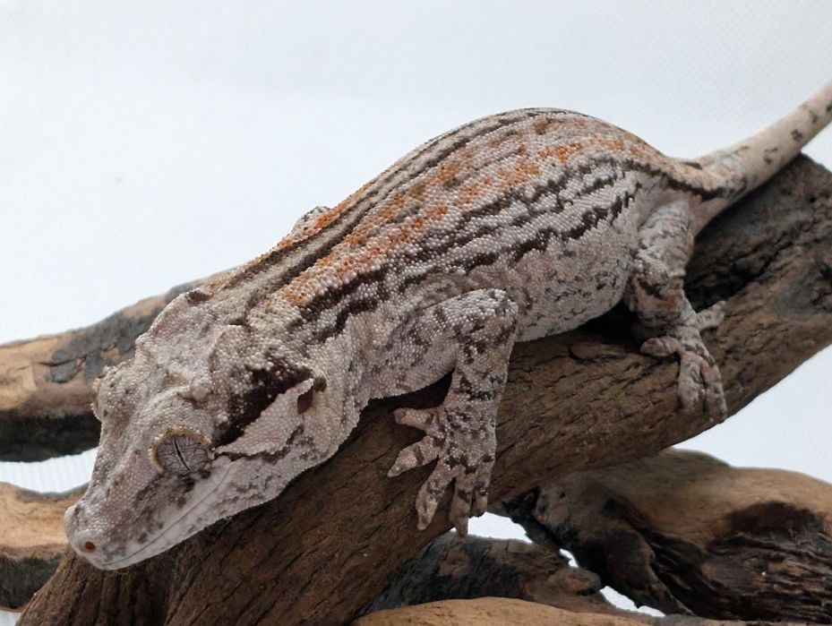 Gekon z Nowej Kaledonii samica