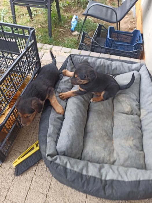 Szczeniaki pieski suczki typu terier