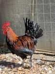 Marans preto cobre  oportunidade !