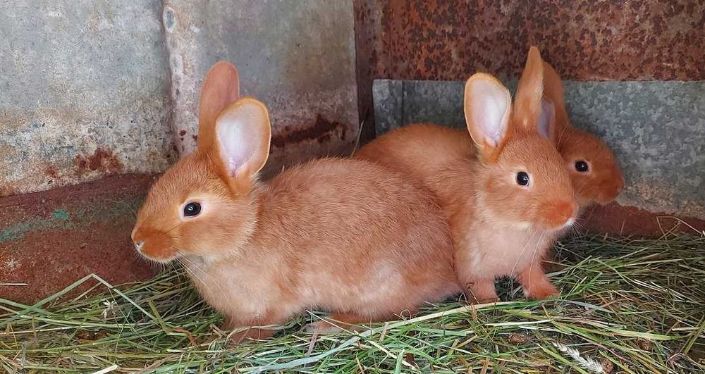 Króliki Burgundzkie i Termondzkie młode