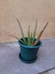 Mudas de Aloe Vera caseiro