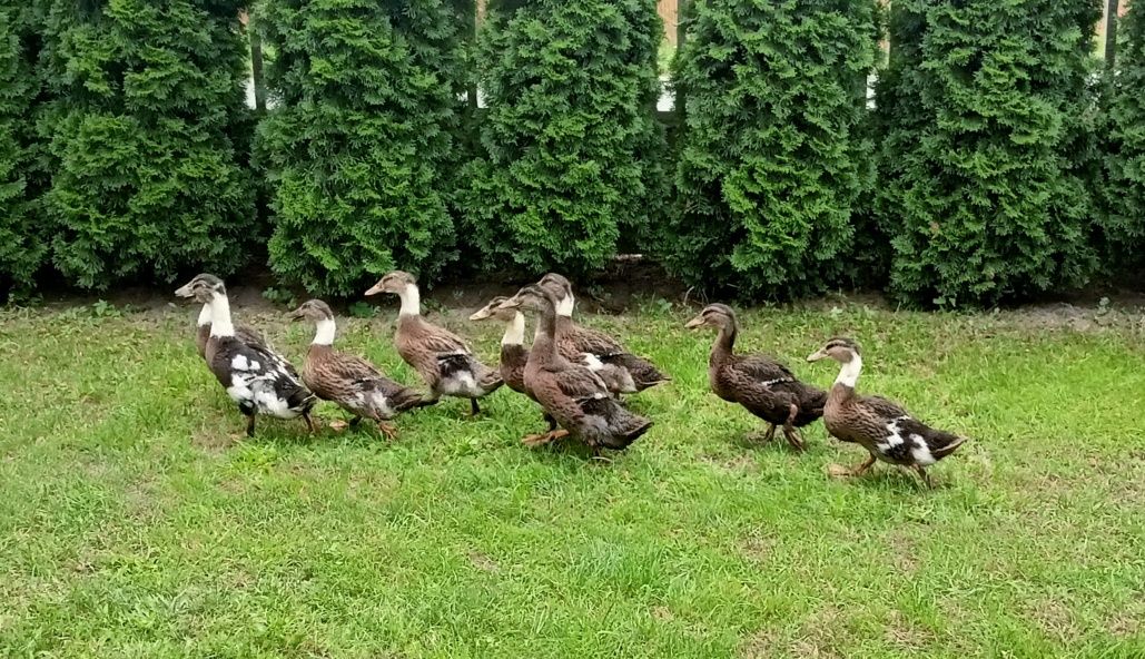 Sprzedam kaczki staropolskie