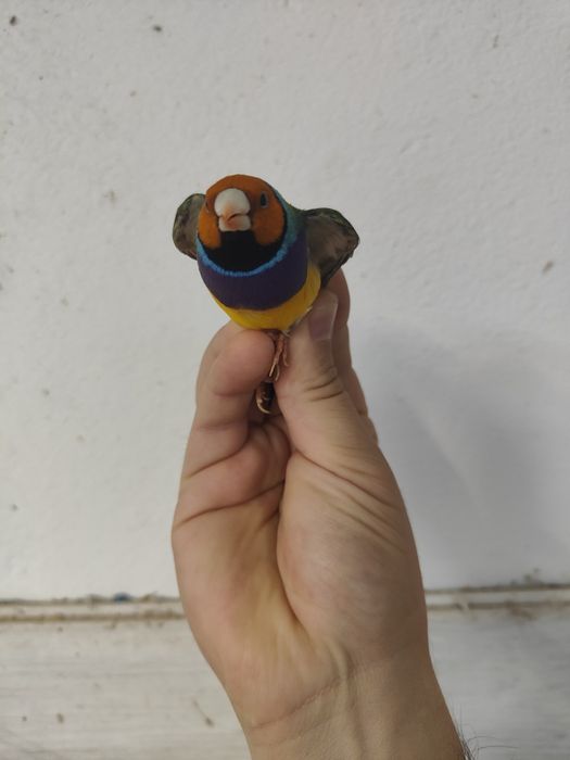 Diamante de gould