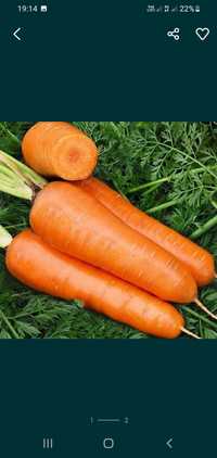 Насіння моркви (два сорти).