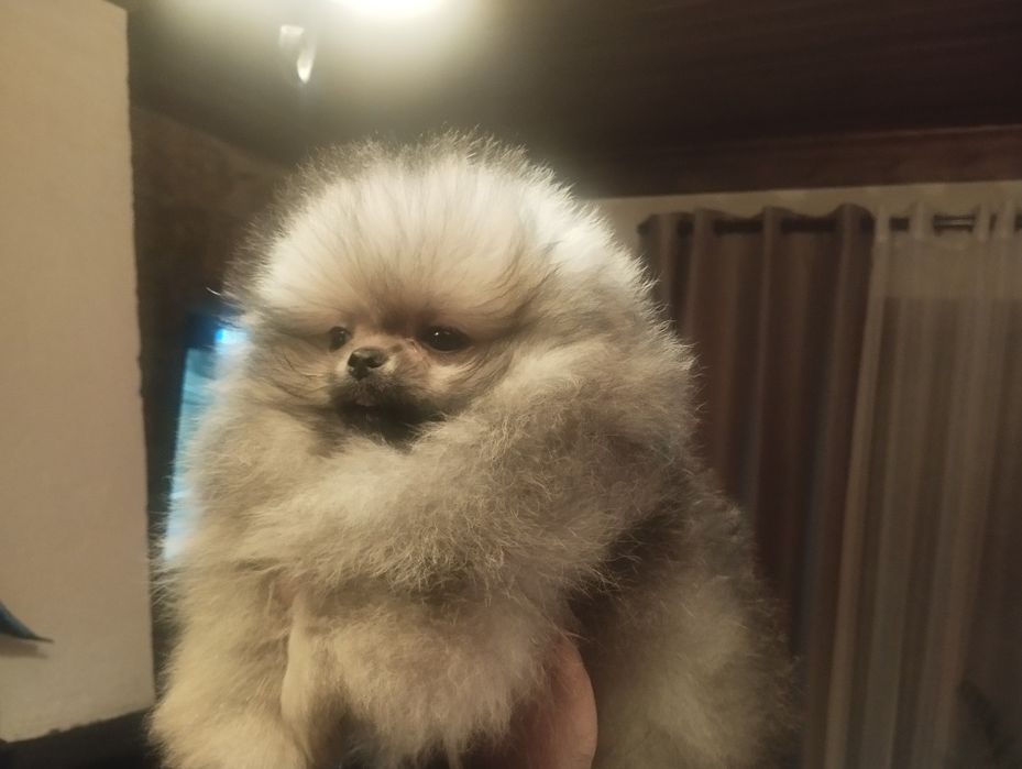 Spitz fêmea muito bonita com lop