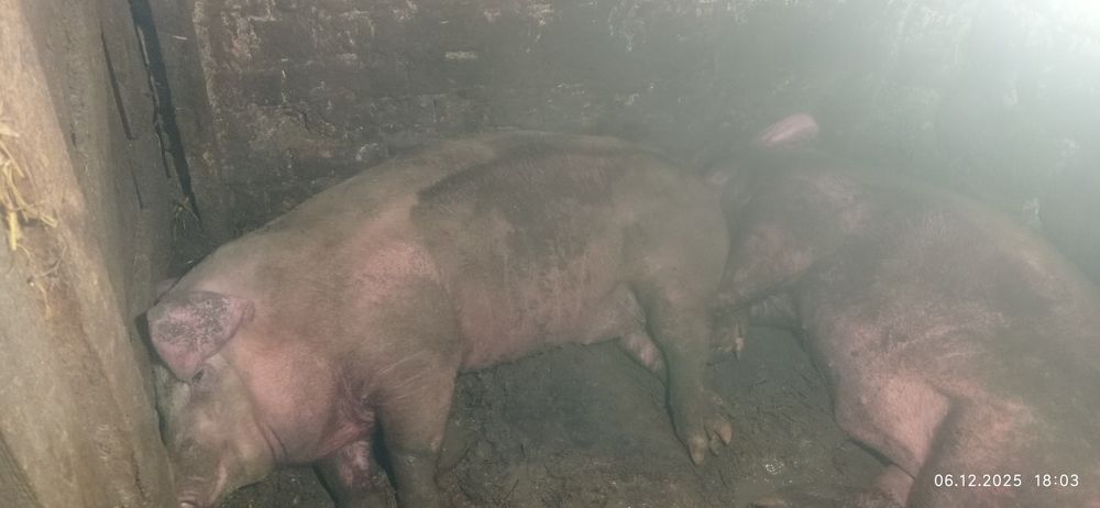 Два кабанчика, живою вагою