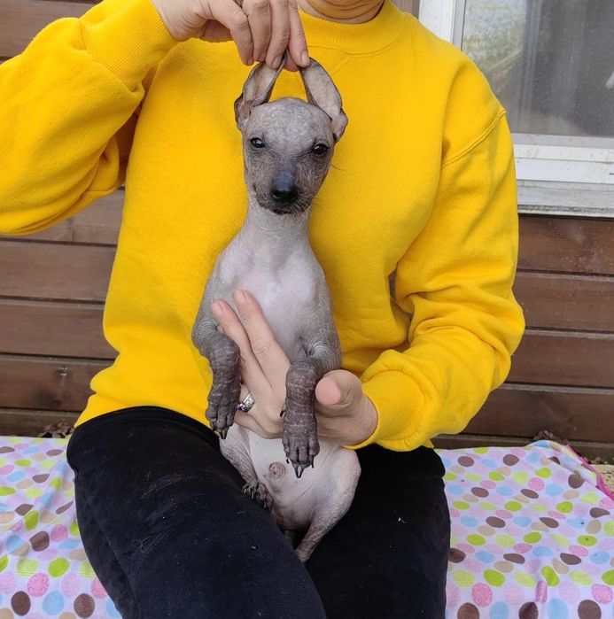 Мексиканская голая собака