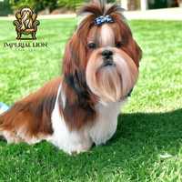 shih tzu zapowiedź