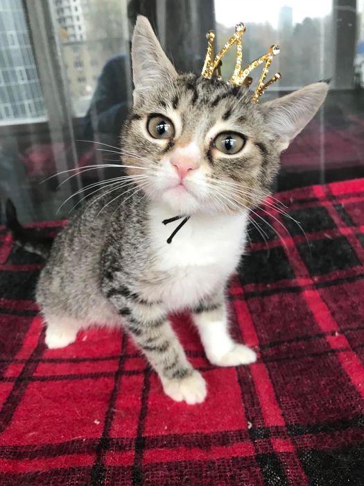 Измените жизнь принцессы. Котёнок бесплатно