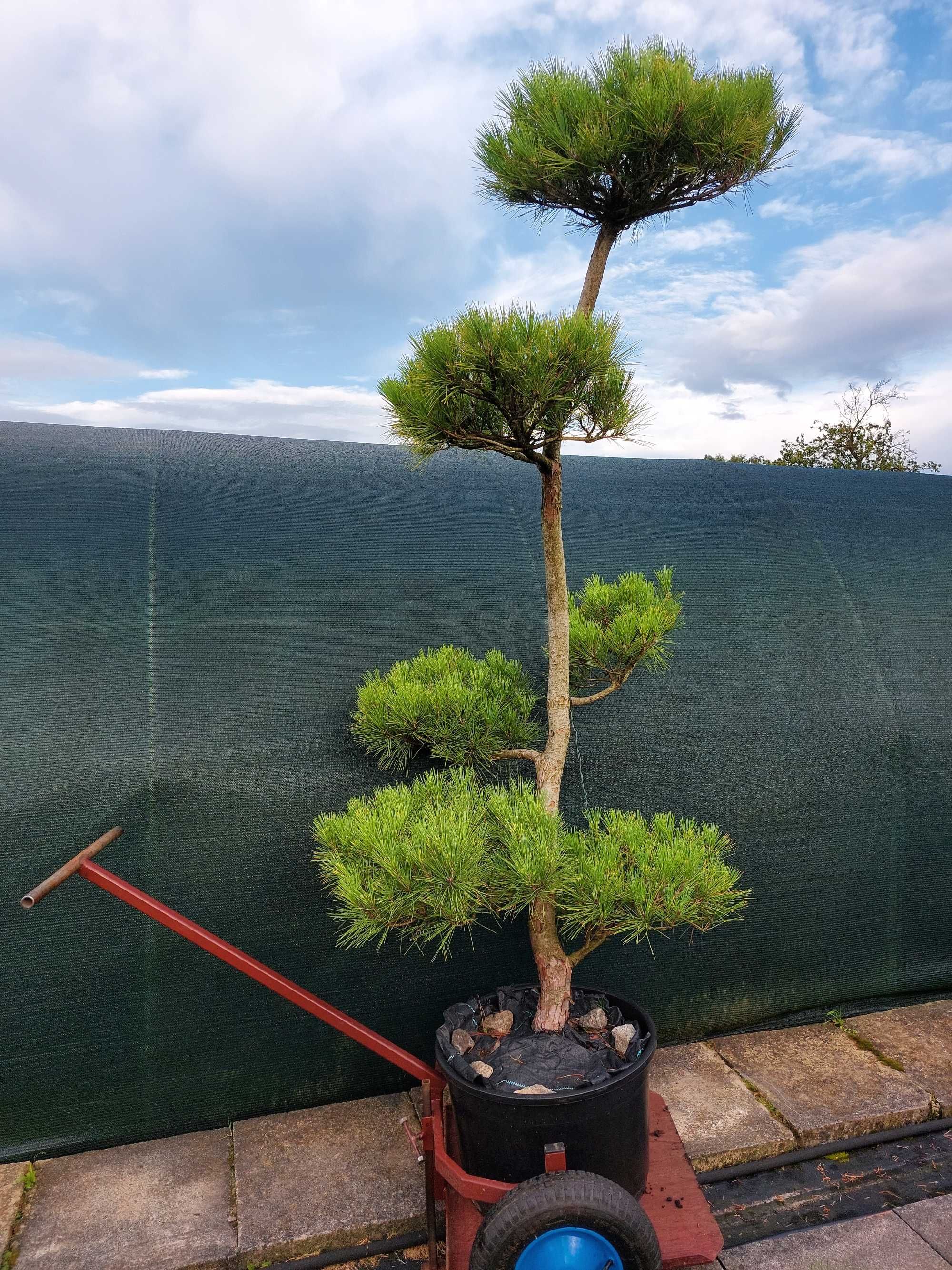 Niwaki, bonsai, sosna szczepiona, Szkółka krzewów ozdobnych