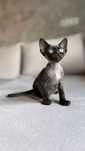 Devon rex Florencja Terra amoris