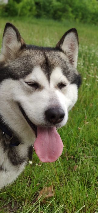 В'язка ,Маламут ,Кобель